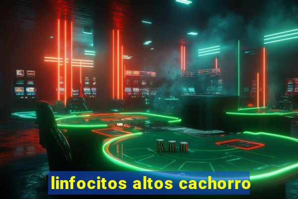 linfocitos altos cachorro