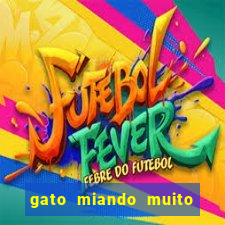 gato miando muito a noite o que fazer