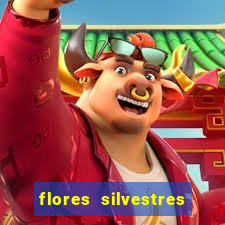 flores silvestres desbravadores desbravadores 25 flores silvestres e seus nomes