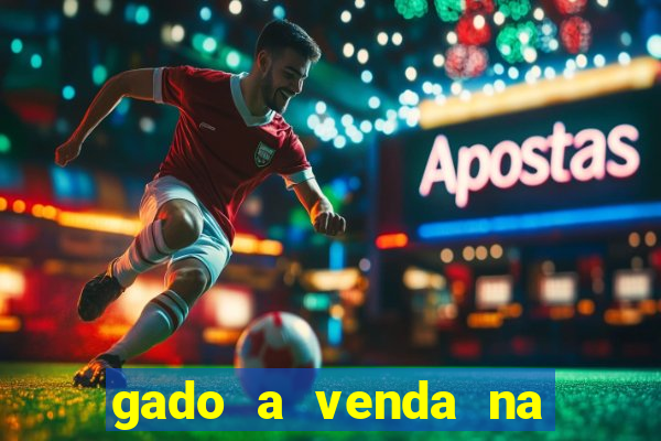 gado a venda na bahia olx