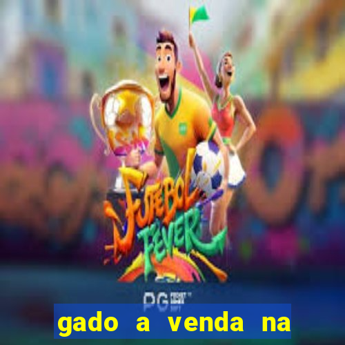 gado a venda na bahia olx