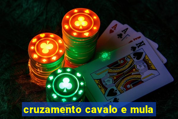 cruzamento cavalo e mula