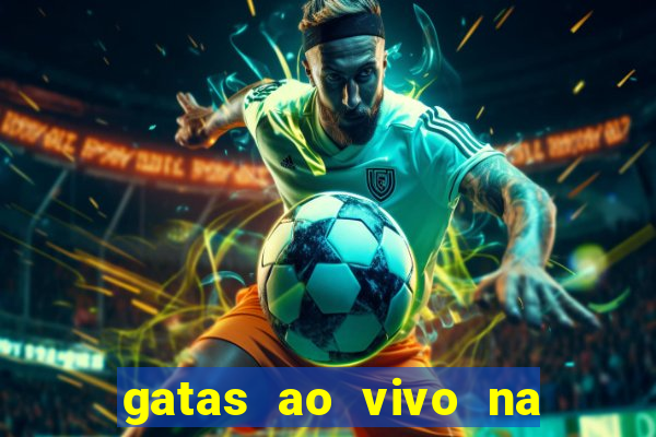 gatas ao vivo na web cam