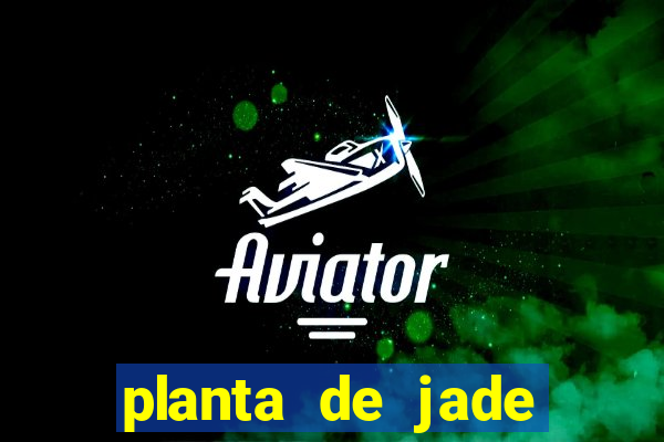 planta de jade significado espiritual
