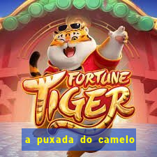 a puxada do camelo no jogo do bicho