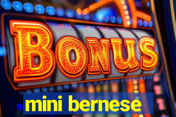 mini bernese