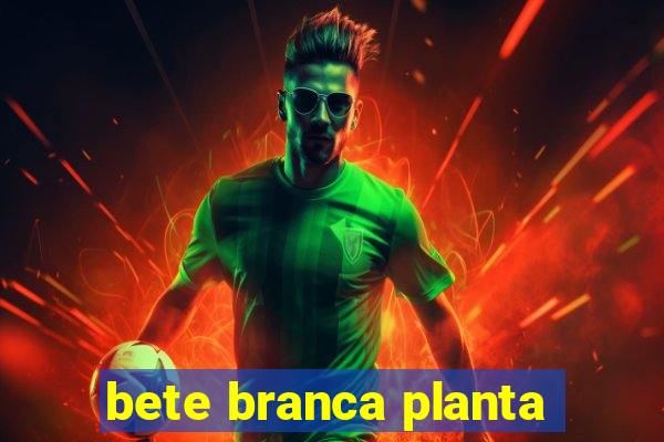 bete branca planta