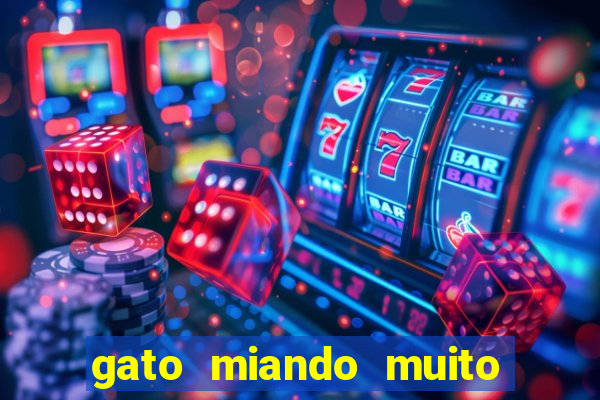 gato miando muito a noite o que fazer