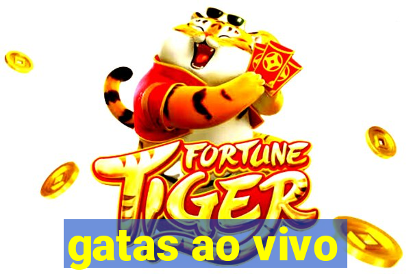 gatas ao vivo