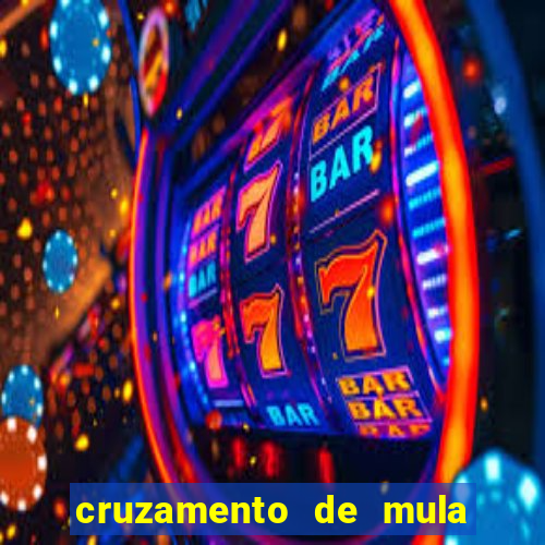 cruzamento de mula com cavalo