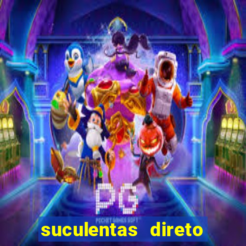 suculentas direto do produtor rs