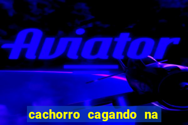 cachorro cagando na camisa do corinthians